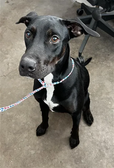 A young large-sized female Mixed Breed dog named Molly for adoption in Dallas, TX