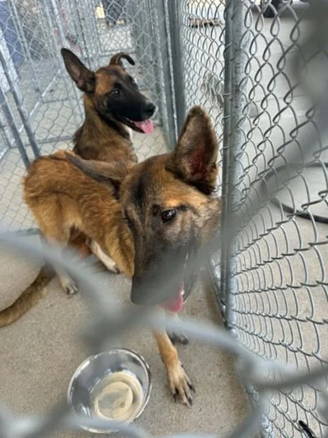A young medium-sized male Belgian Shepherd / Malinois dog named Poof for adoption in Bakersfield, CA