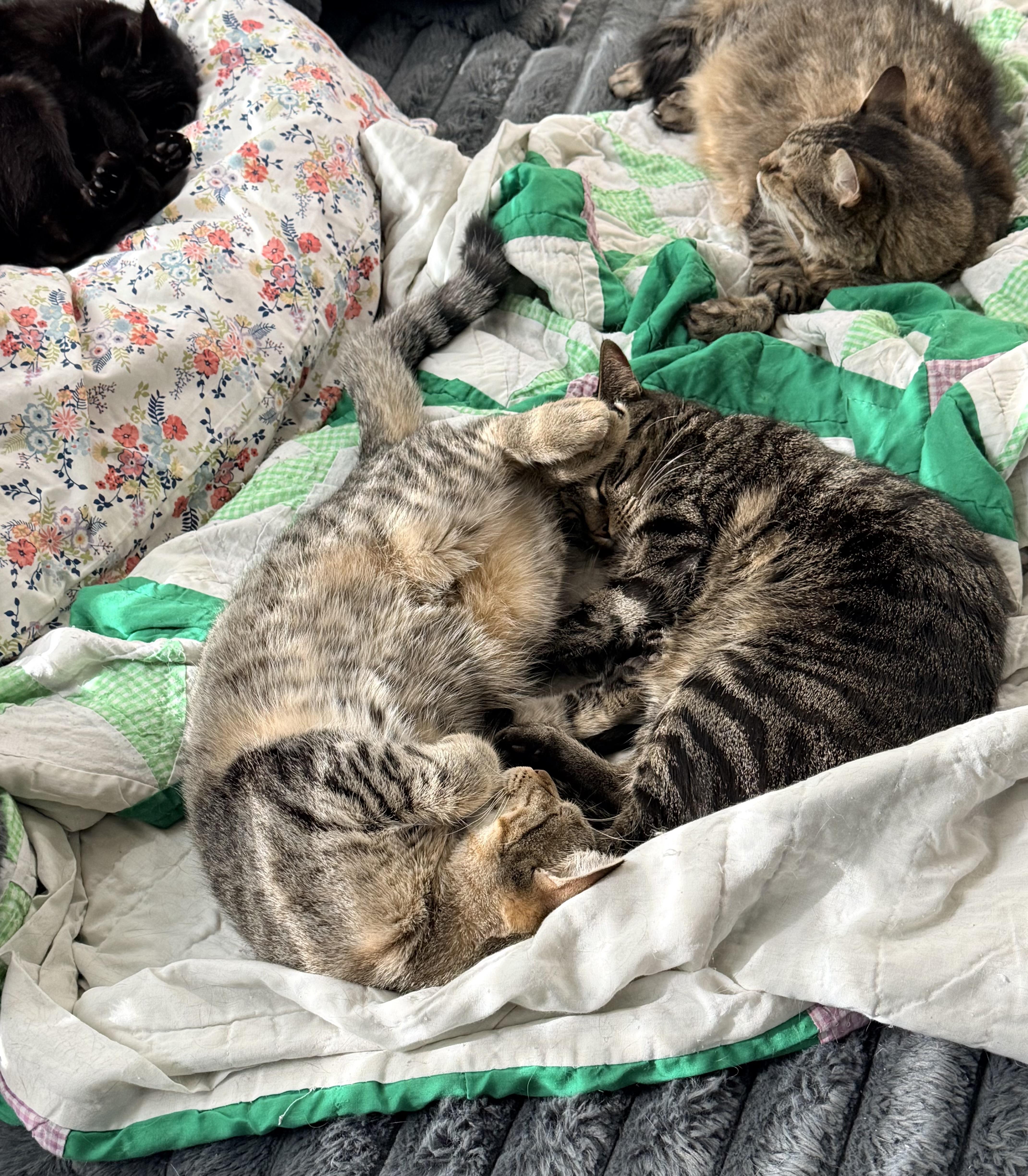 A young medium-sized female Tabby cat named Taffy And Toblerone for adoption in Keller, TX
