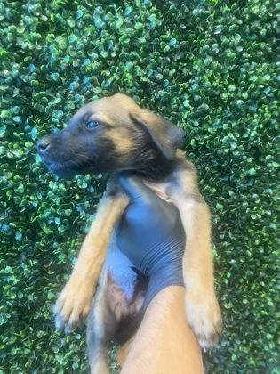 A baby small-sized male Apricot / Beige Mixed Breed dog named Tadpole for adoption in El Paso, TX