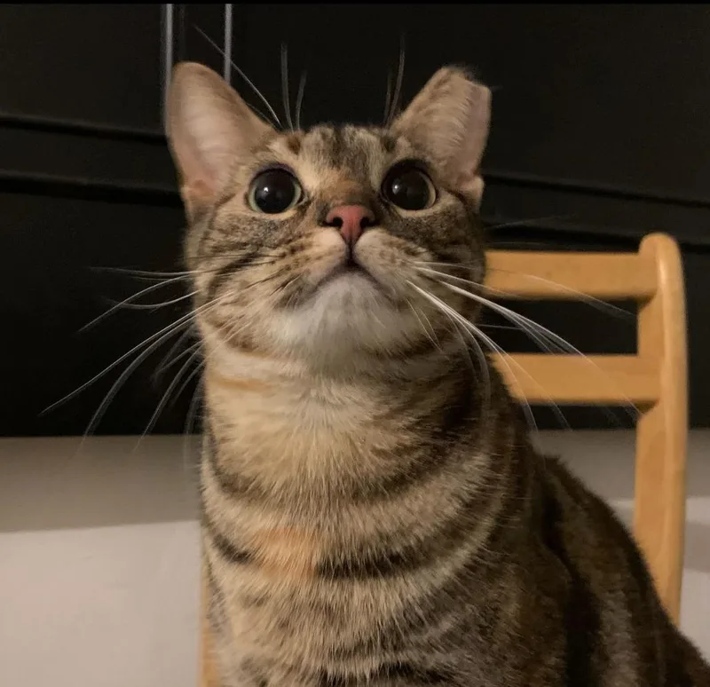 A young medium-sized female Domestic Short Hair cat named Teal for adoption in Pawtucket, RI