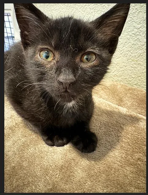 A baby medium-sized male Domestic Short Hair cat named Cerenia for adoption in Lincoln, CA
