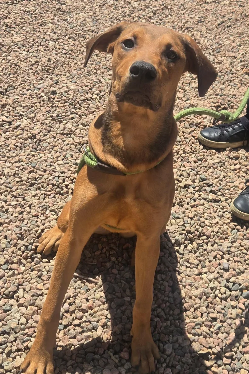 A young large-sized female Red / Chestnut / Orange Hound dog named Ashley for adoption in Canon City, CO
