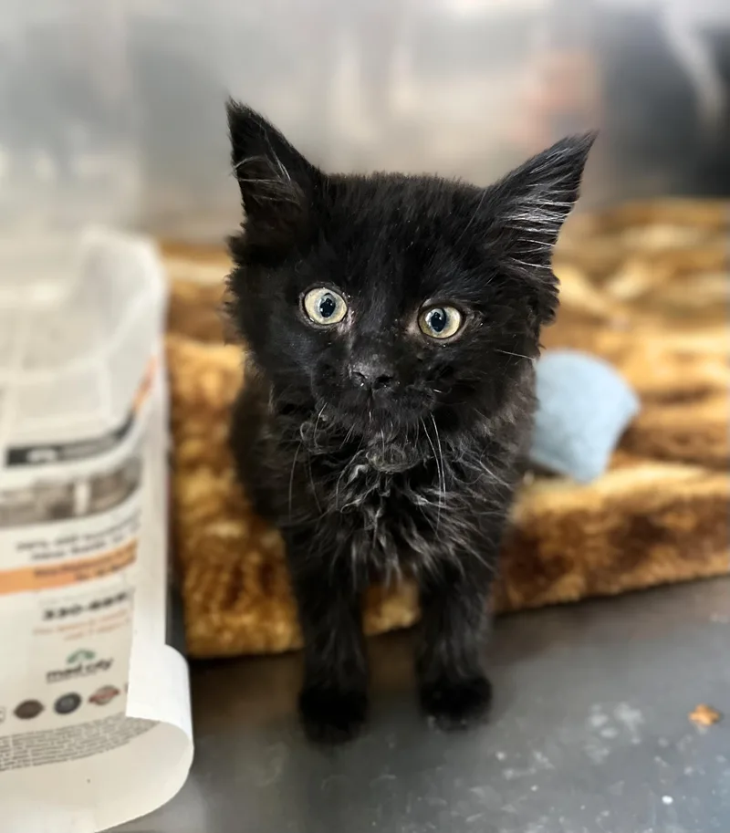 A baby medium-sized female Black Domestic Medium Hair cat named Yale for adoption in Seville, OH