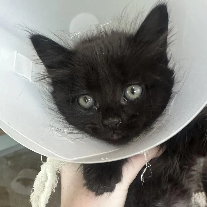 A baby small-sized female Black Domestic Short Hair cat named Minecraft for adoption in Leander, TX