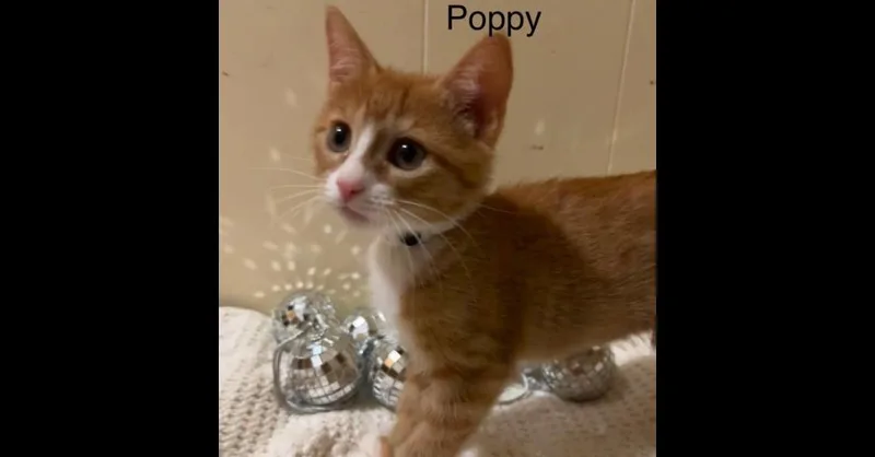 Poppy thumbnail 4