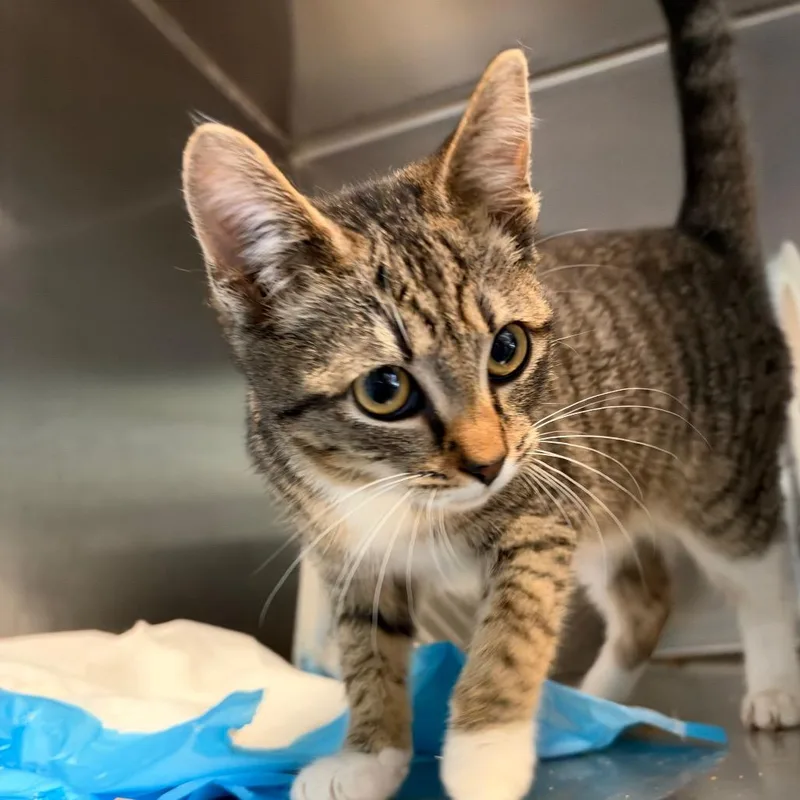 A baby small-sized female American Shorthair cat named Toasted Peanut for adoption in Greensboro, NC