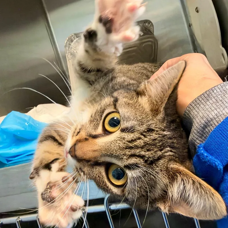 Toasted Peanut thumbnail 2