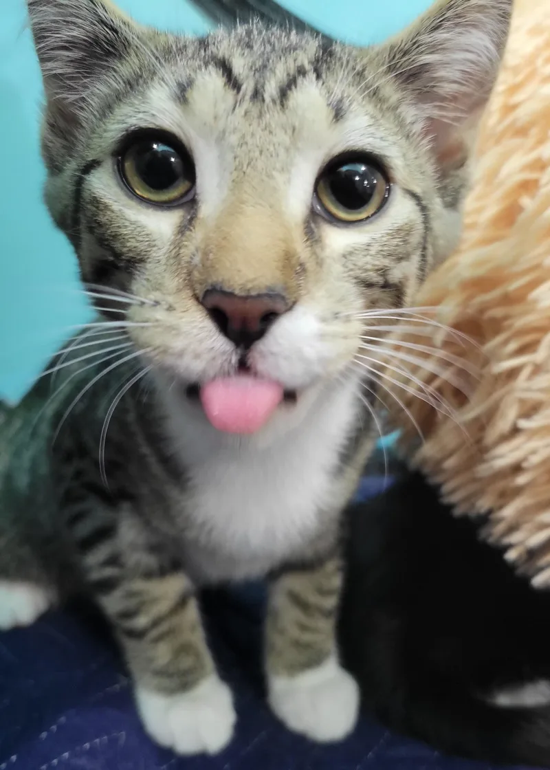 A baby medium-sized male Brown / Chocolate Domestic Short Hair cat named Petoskey for adoption in Swartz Creek, MI
