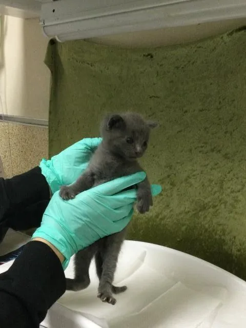 A baby small-sized male Domestic Short Hair cat named Peter for adoption in Riverside, CA