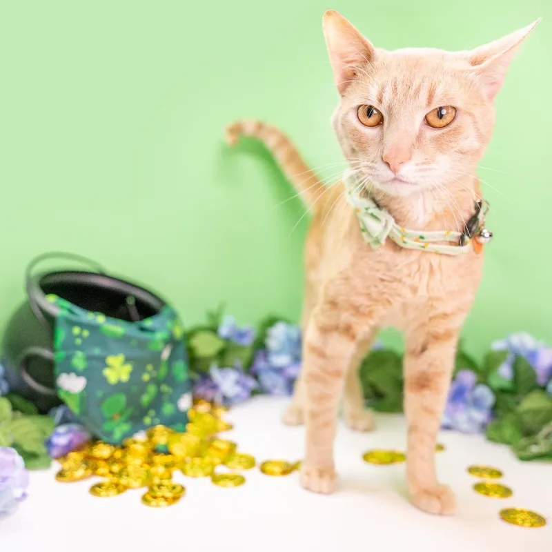 An adult medium-sized male Buff / Tan / Fawn Domestic Short Hair cat named Tyger for adoption in Durham, NC