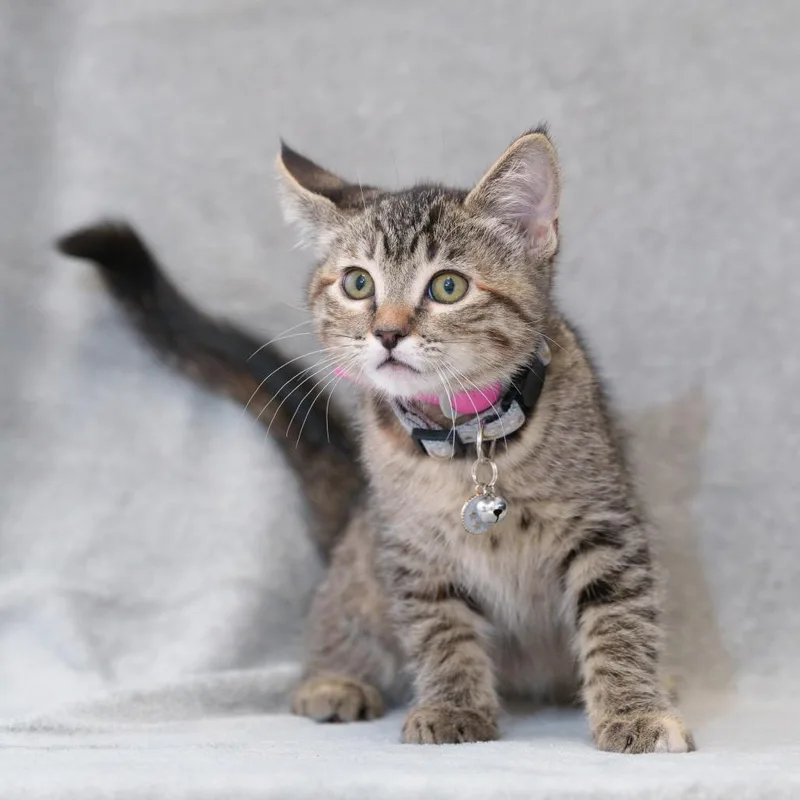 A baby small-sized female Brown / Chocolate Domestic Short Hair cat named Scout for adoption in Sunnyvale, CA