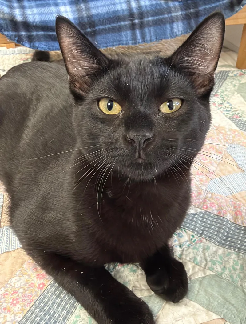 A baby medium-sized male Black Domestic Short Hair cat named So for adoption in Norwalk, CT