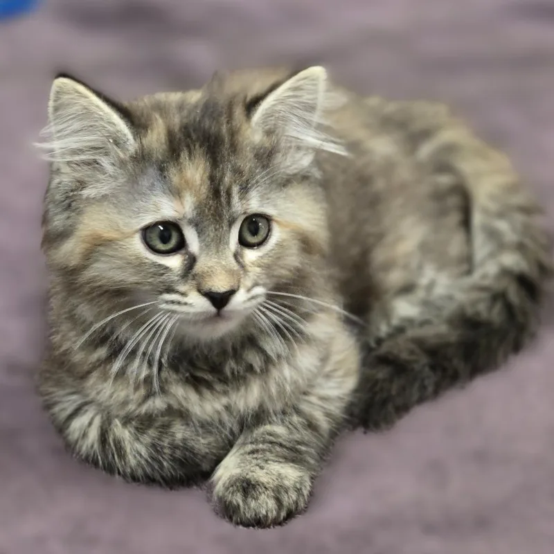 A baby small-sized female Brown / Chocolate Domestic Medium Hair cat named Bo Peep for adoption in Wickenburg, AZ