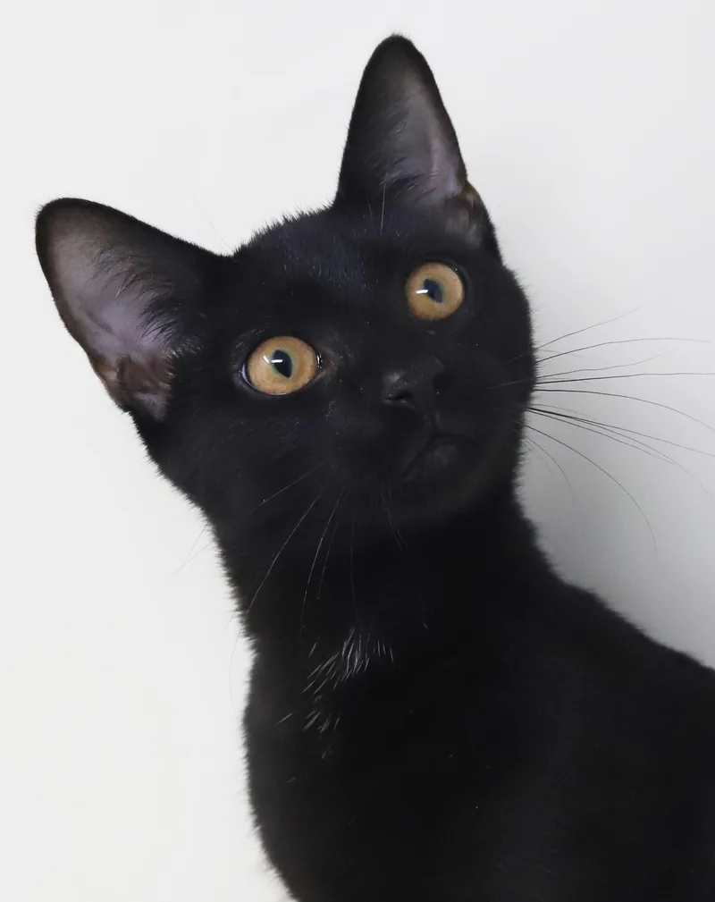A baby medium-sized male Black Bombay cat named Clemence is a panther for adoption in Bedford Hills, NY
