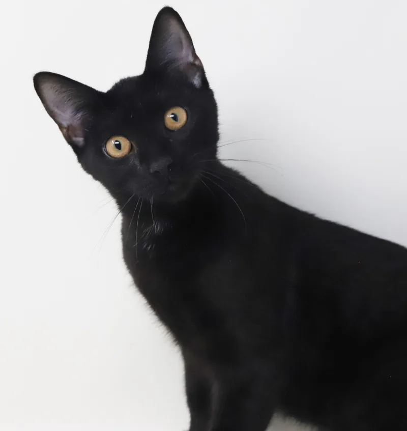 Clemence is a panther thumbnail 3