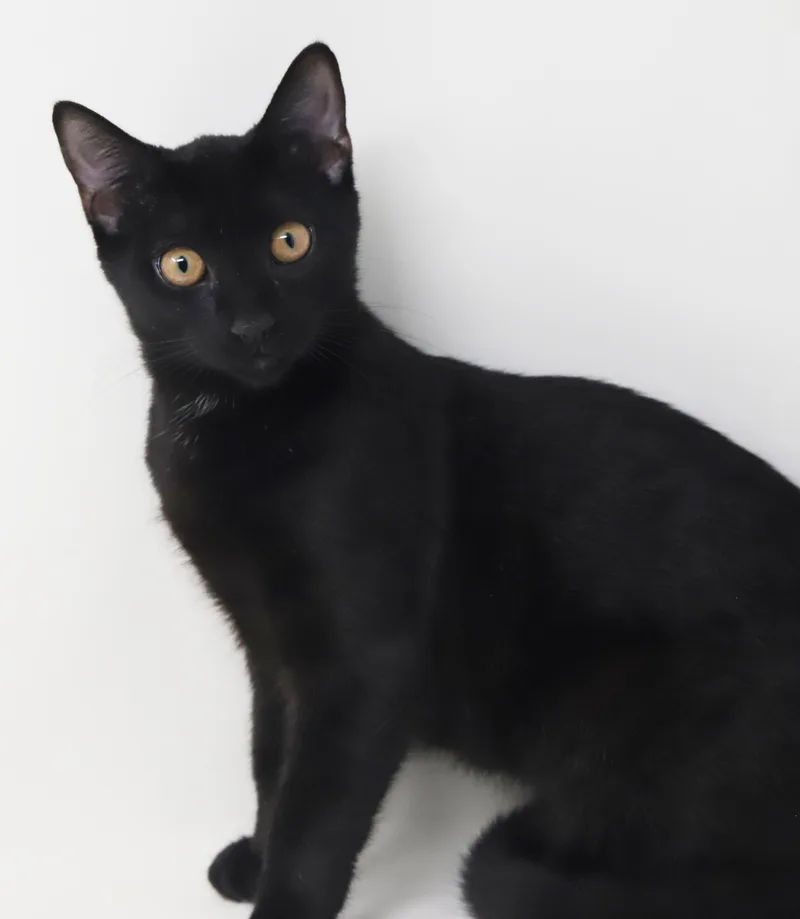 Clemence is a panther thumbnail 4