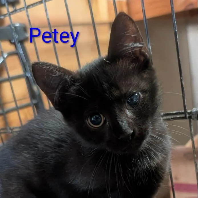 A baby small-sized male Black Domestic Short Hair cat named Petey for adoption in Carmel, IN