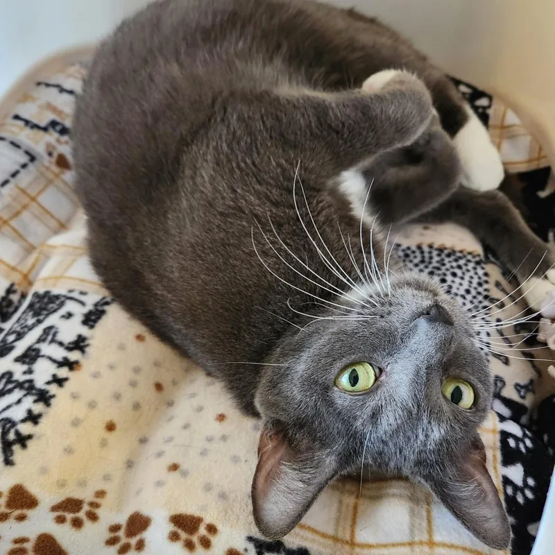 A senior large-sized female Gray / Blue / Silver Domestic Short Hair cat named Peaches for adoption in Naples, FL