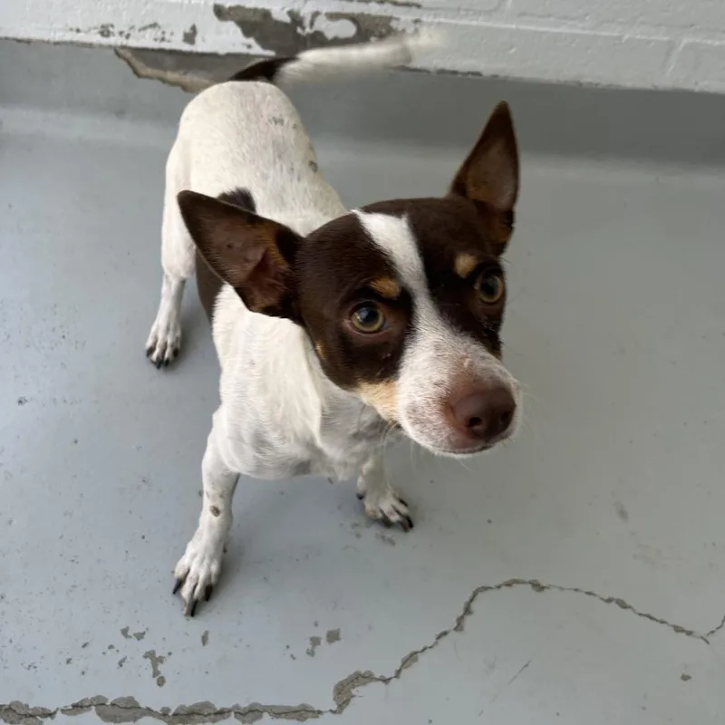 An adult small-sized male White / Cream Chihuahua dog named Gonzo for adoption in San Francisco, CA