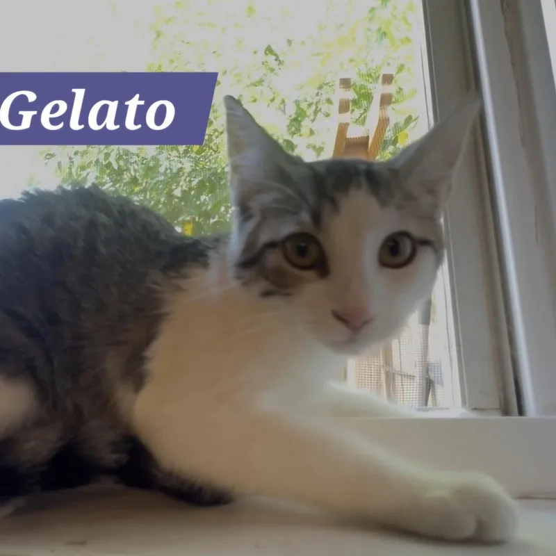 A baby small-sized male Tabby (Gray / Blue / Silver) Domestic Short Hair cat named Gelato for adoption in Bentonville, AR