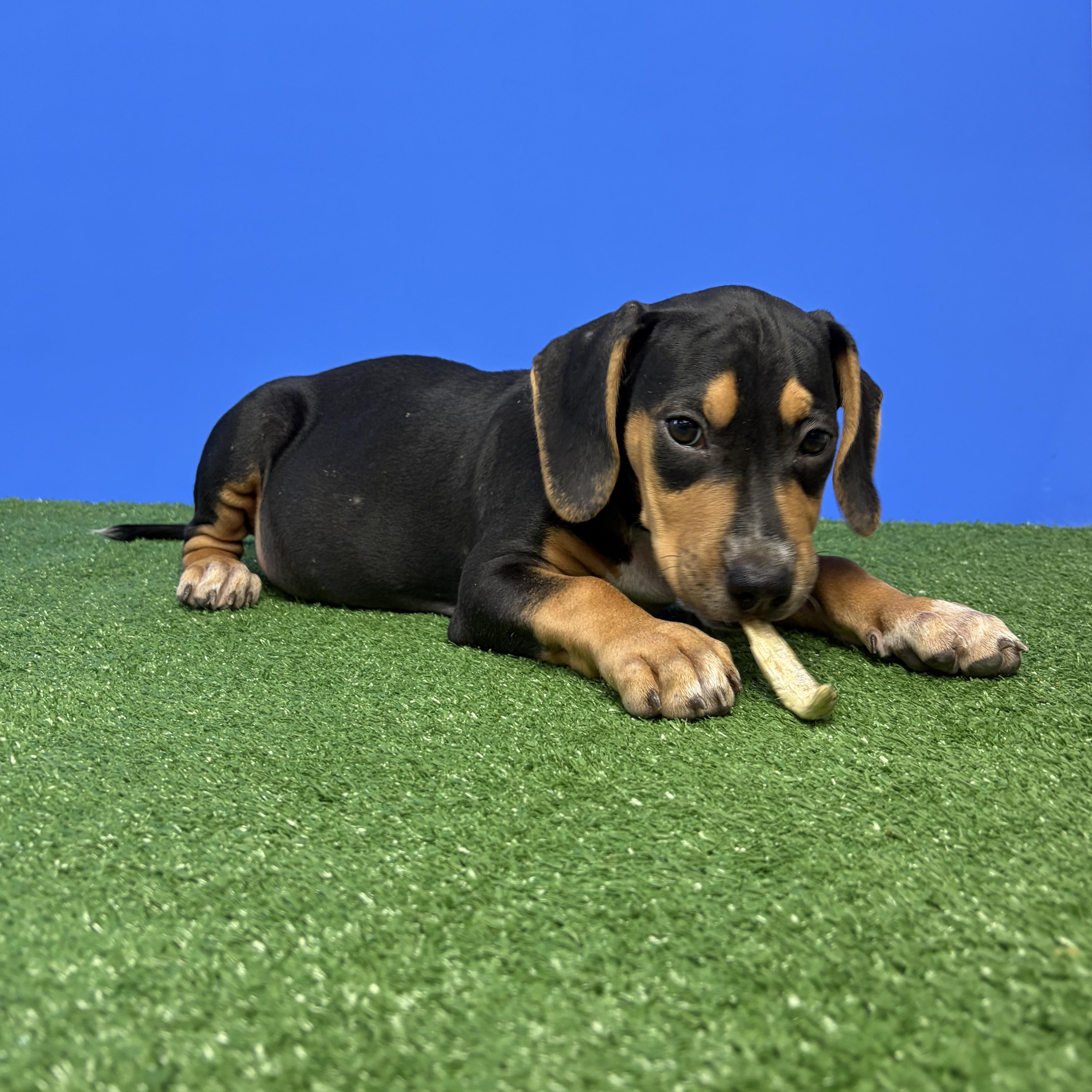 A baby small-sized male Tricolor (Brown, Black, & White) Chihuahua dog named Raymond Holt for adoption in Alvin, TX