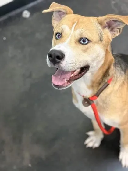 An adult large-sized male Mixed Breed dog named Cyan for adoption in Memphis, TN