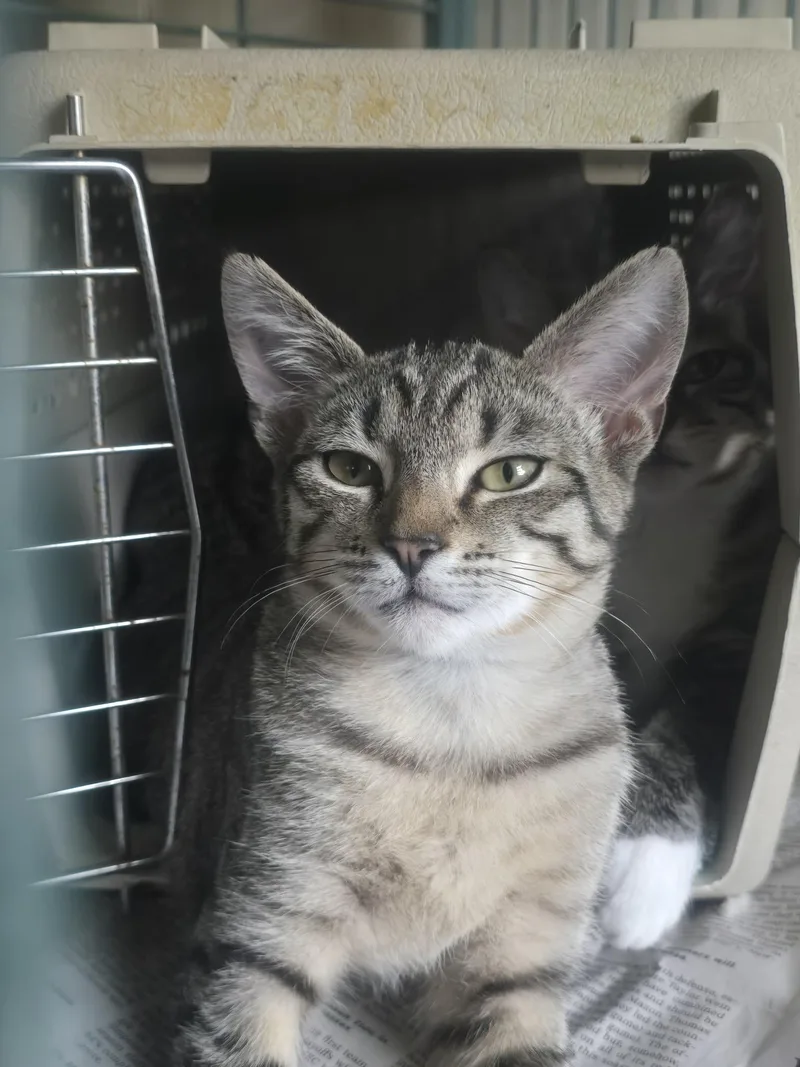 Potato And Raccoon thumbnail 2