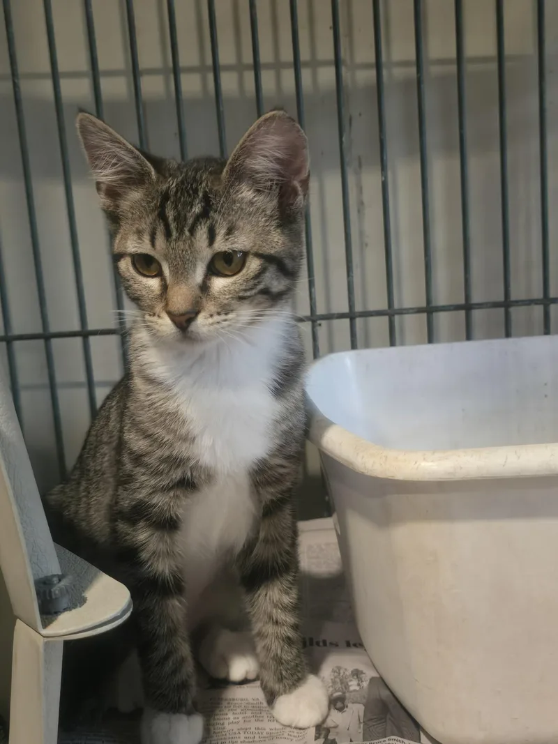 A baby medium-sized male Tabby (Buff / Tan / Fawn) Tabby cat named Potato And Raccoon for adoption in Lawrenceville, GA
