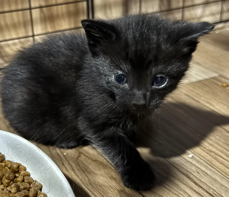 A baby medium-sized male Black Domestic Short Hair cat named Hendrix for adoption in Port Washington, WI