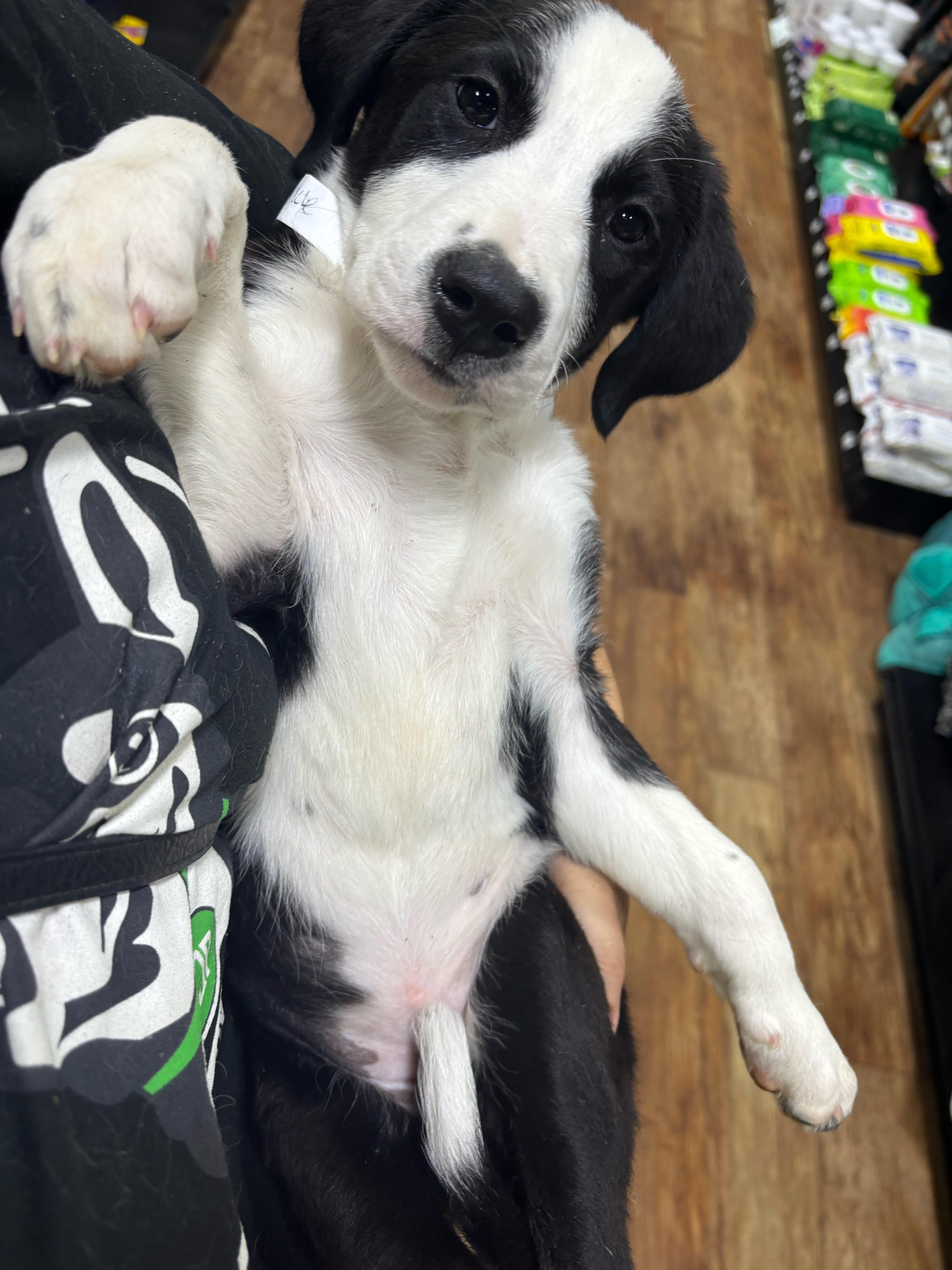 A baby medium-sized female White / Cream Labrador Retriever dog named Sparkle for adoption in Pflugerville, TX