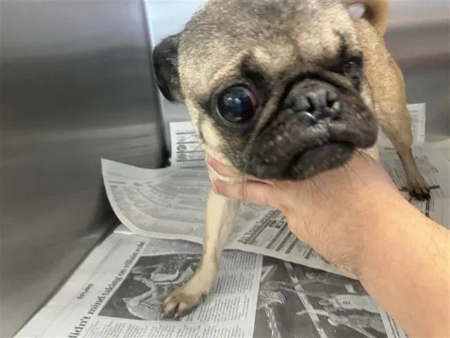 An adult small-sized female Pug dog named Ruby for adoption in San Antonio, TX