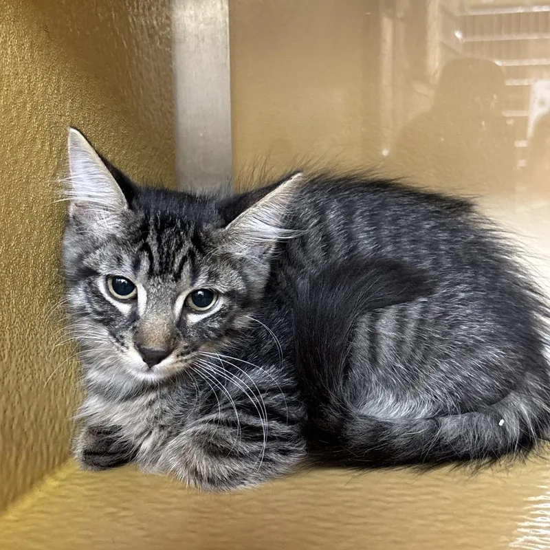 A baby small-sized male Brown / Chocolate Domestic Short Hair cat named Brownie for adoption in Las Vegas, NV