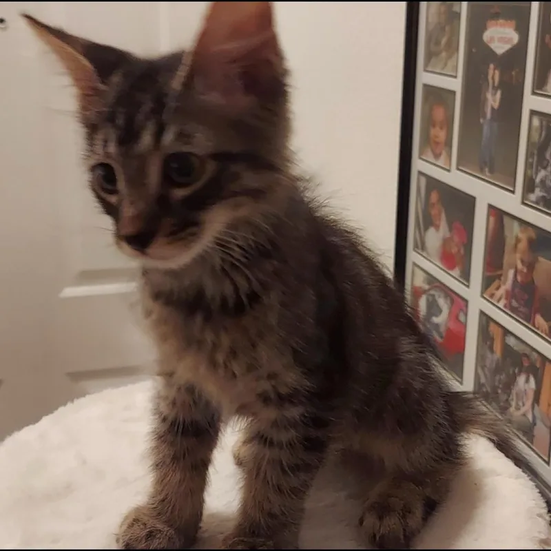 Brownie thumbnail 2