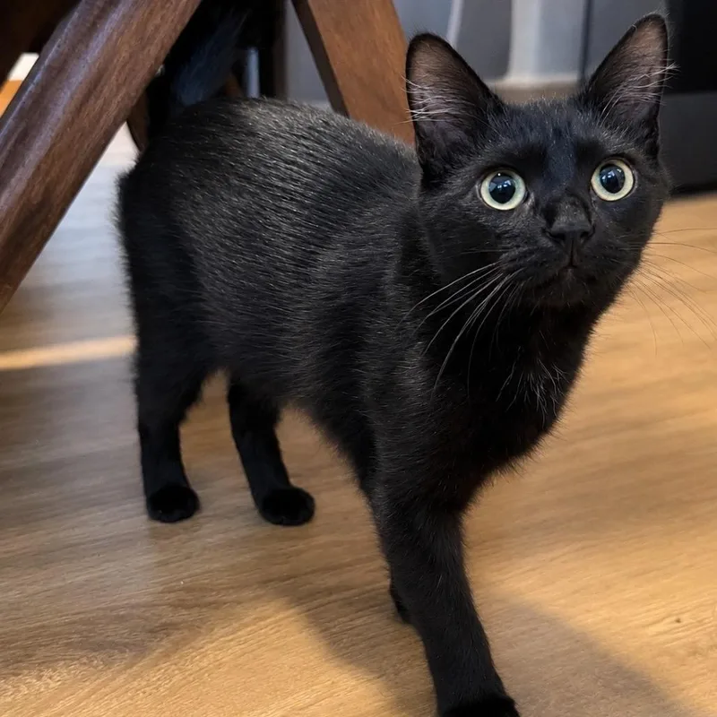 A baby small-sized male Black Domestic Short Hair cat named Lumos for adoption in Lutz, FL