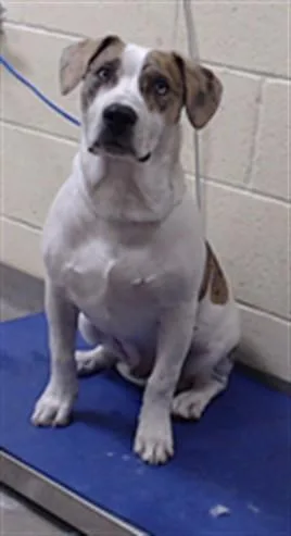 A young medium-sized male Catahoula Leopard Dog dog named Ace for adoption in Denver, CO