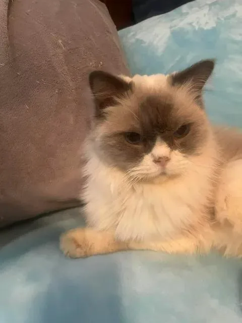 A young medium-sized male Ragdoll cat named Dan The Man for adoption in Ennis, TX