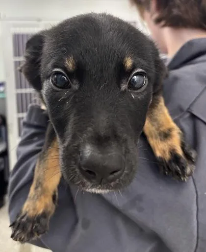A baby medium-sized male Australian Shepherd dog named Ian  Gillette Stadium for adoption in East Brookfield, MA