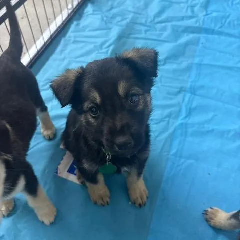 A baby small-sized male Black Mixed Breed dog named Musher for adoption in Buffalo, MN