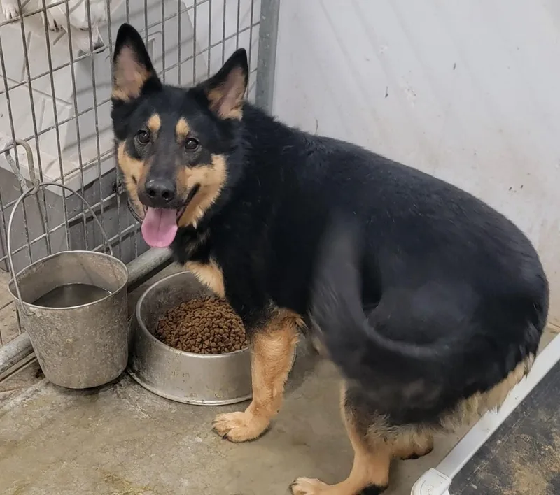 A young large-sized female Tricolor (Brown, Black, & White) German Shepherd Dog dog named Arrow for adoption in Richland Center, WI