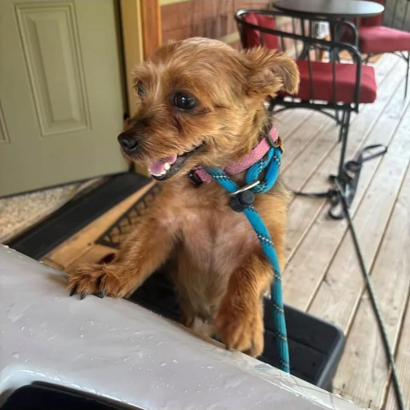 An adult small-sized female Yorkshire Terrier dog named Remy for adoption in Philadelphia, PA