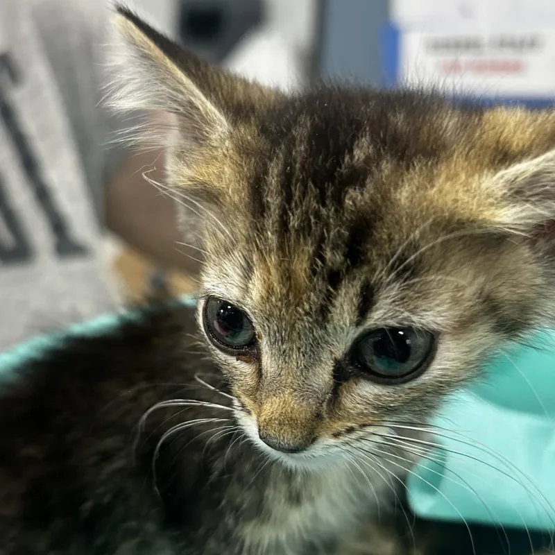 A baby small-sized female Brown / Chocolate Domestic Short Hair cat named Tweedle Dee for adoption in Newark, NJ