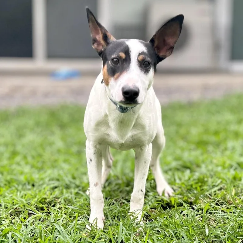 Jimmy Chew thumbnail 2