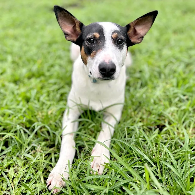 Jimmy Chew thumbnail 3