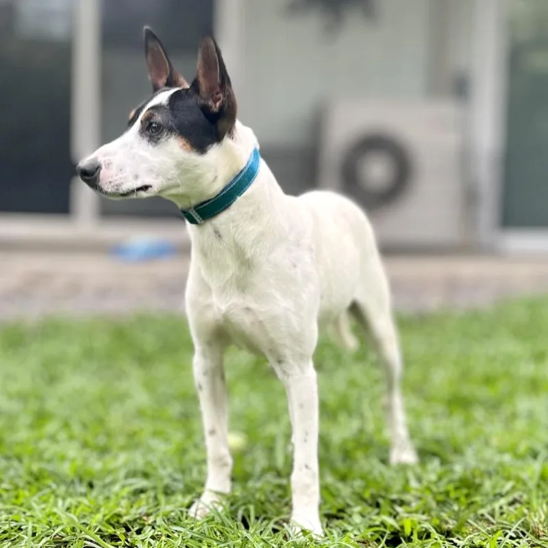 Jimmy Chew thumbnail 4