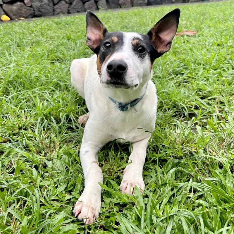 Jimmy Chew thumbnail 5