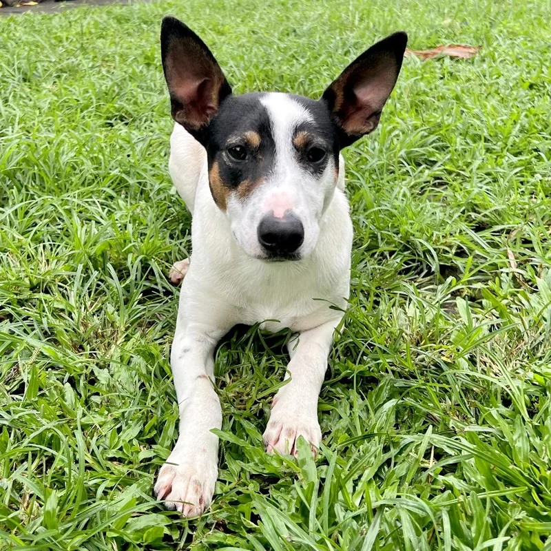 Jimmy Chew thumbnail 6