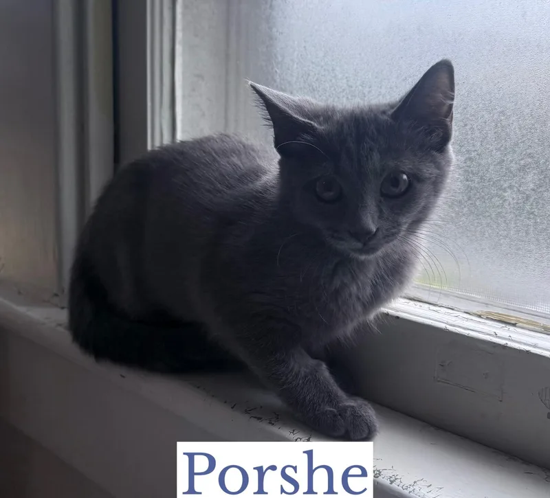 A baby small-sized female Gray / Blue / Silver Domestic Short Hair cat named Porshe for adoption in Berkeley Springs, WV