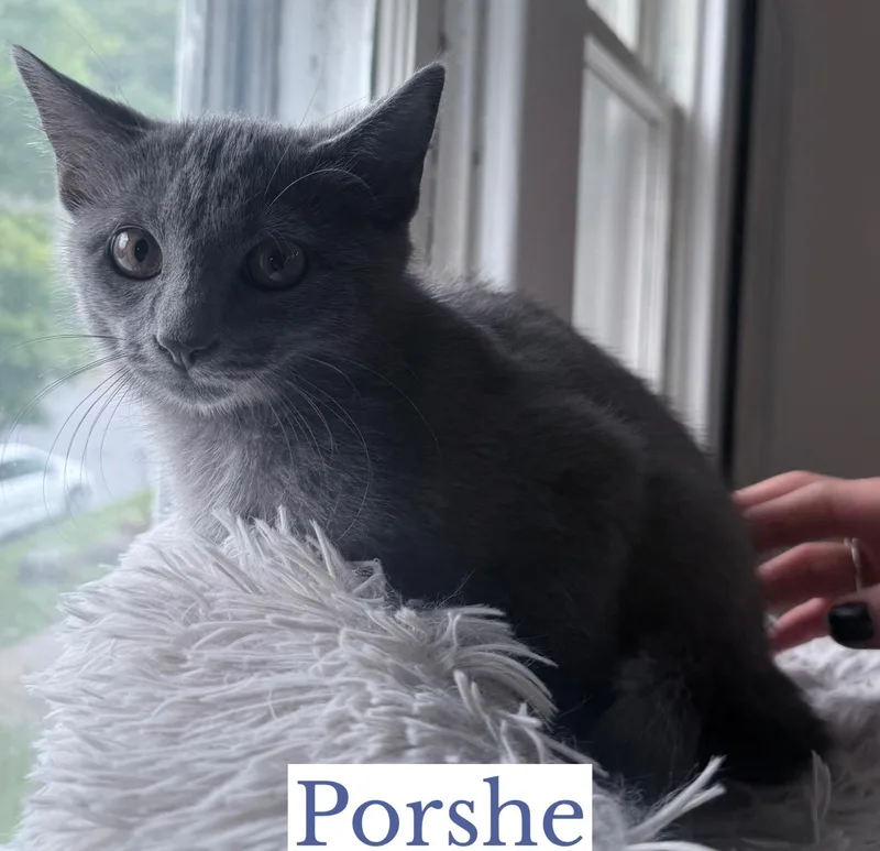 Porshe thumbnail 2