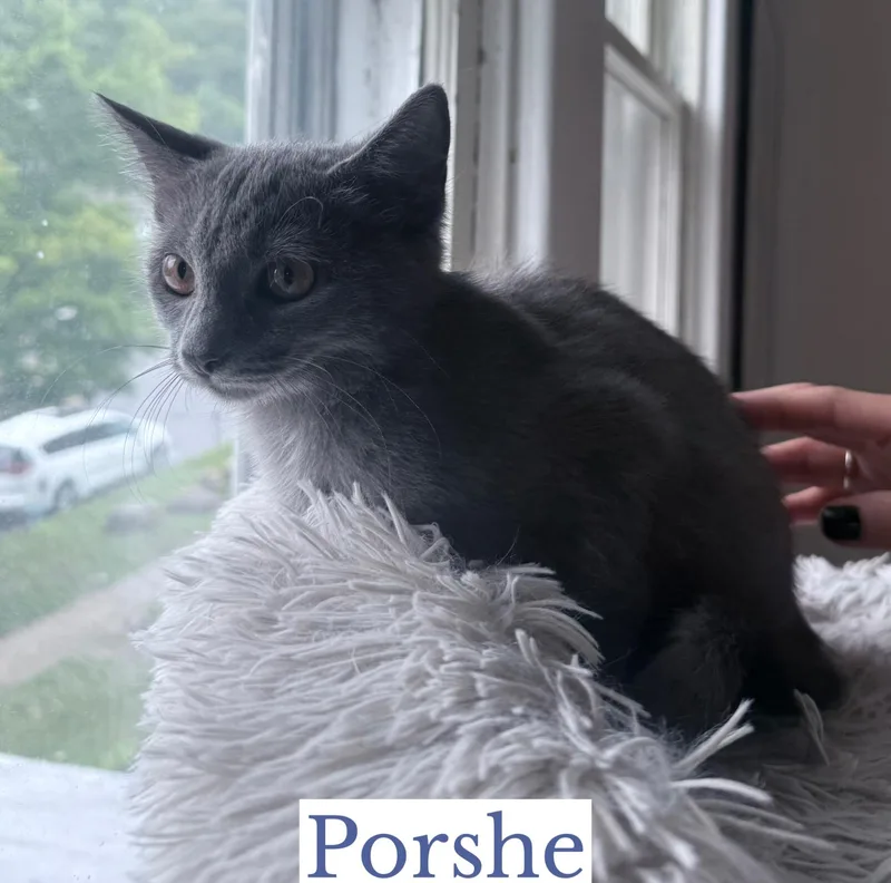 Porshe thumbnail 3